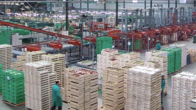 Tamaño y competitividad cooperativas españolas
