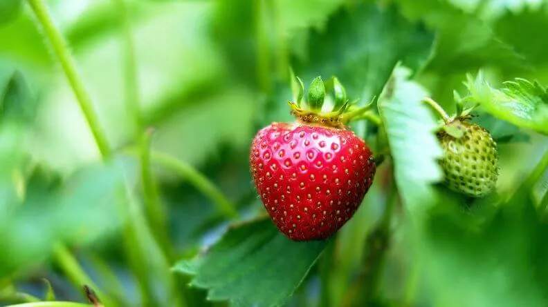 hortalizas y fresón para una alimentación saludable