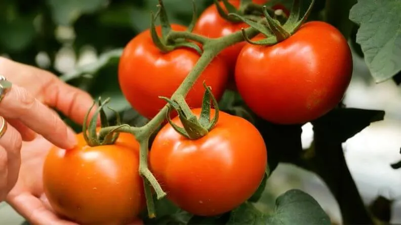 Situación y análisis de la campaña hortofrutícola de Almería 