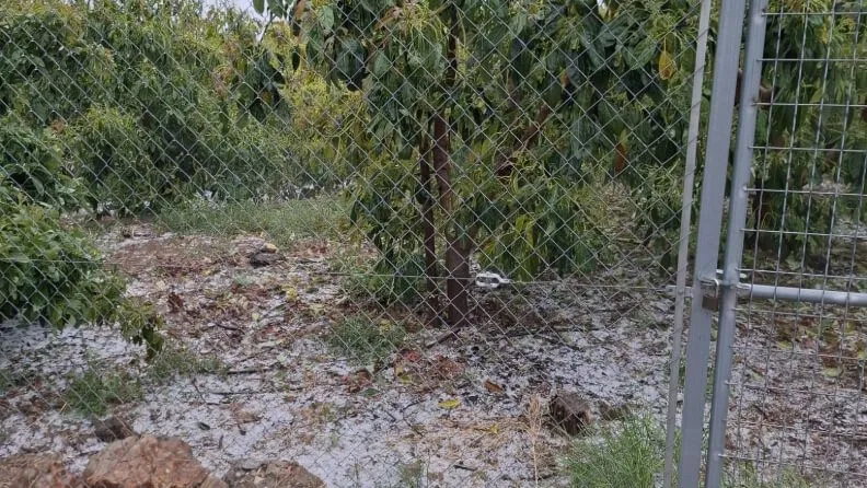 Pedrisco en Nules (Castellón).