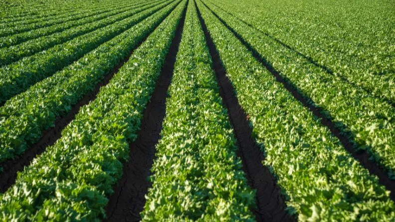 Análisis sintético del sector agroalimentario de Castilla y León 2019