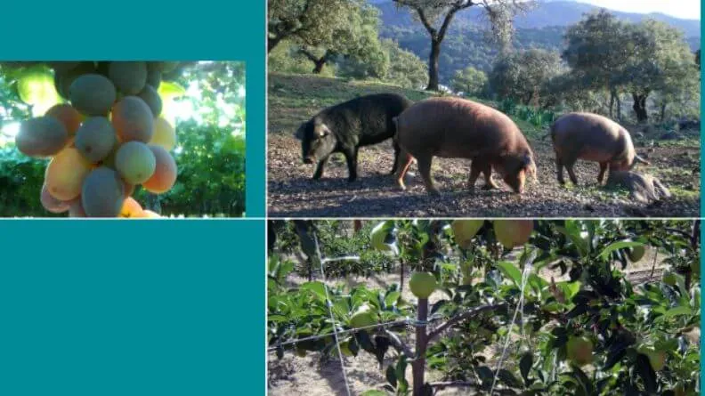 Análisis sintético del sector agroalimentario de Cataluña