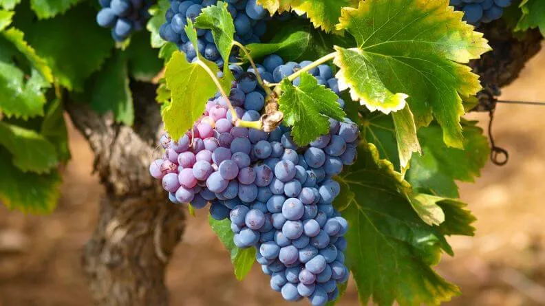 sector agroalimentario de Castilla-La Mancha 2019
