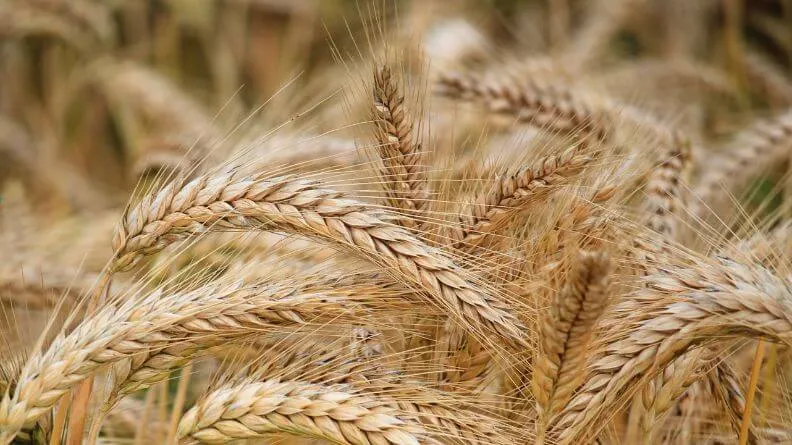 sector agroalimentario de Castilla y León