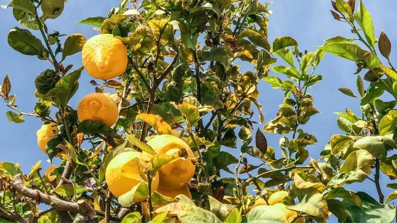 sector agroalimentario de la Comunidad Valenciana 2019