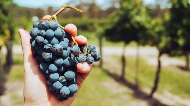 Análisis del sector vitivinícola de Valladolid, mano sosteniendo un racimo de uvas y viñas de fondo