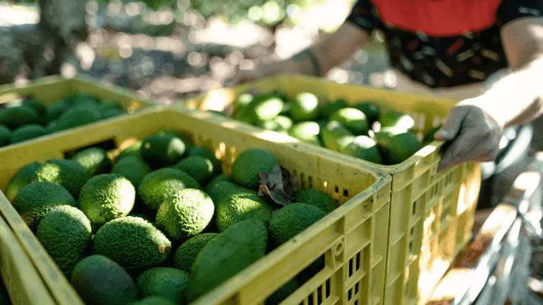 Recolección de aguacate.