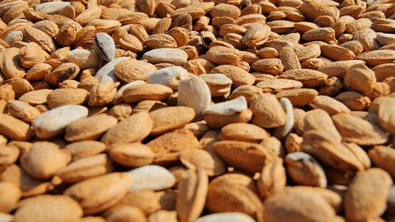 Producción de almendras. Foto: Lucía Ruiz.