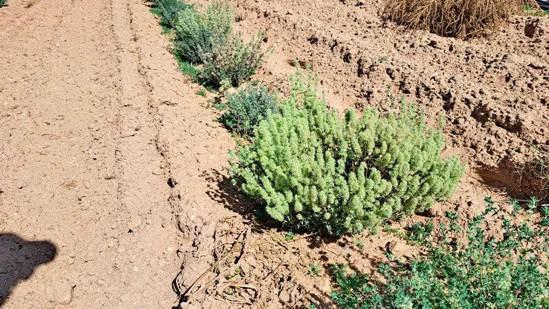 Cultivo de mejorana en la finca experimental del Ceder-Ciemat.