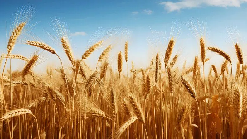 Campo de trigo.