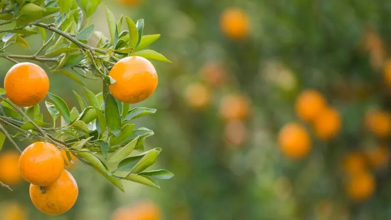 Cultivo de naranjas.
