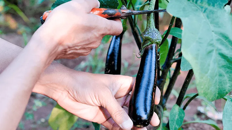 Un agricultor cosecha berenjena