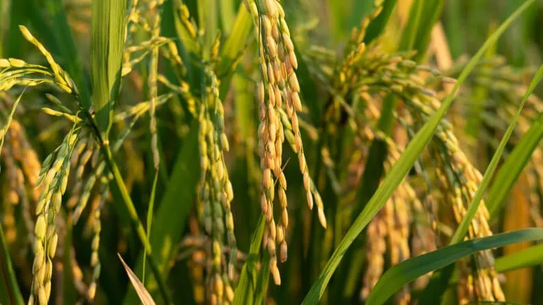 Cultivo de arroz.