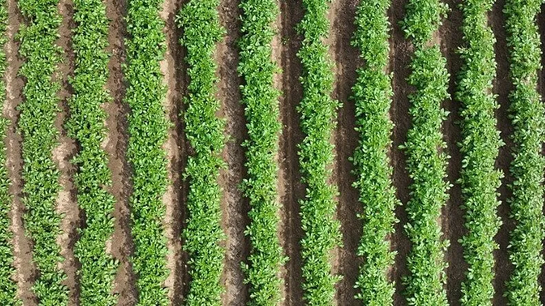 Cultivo de patata. Fuente: Proyecto Mildron.
