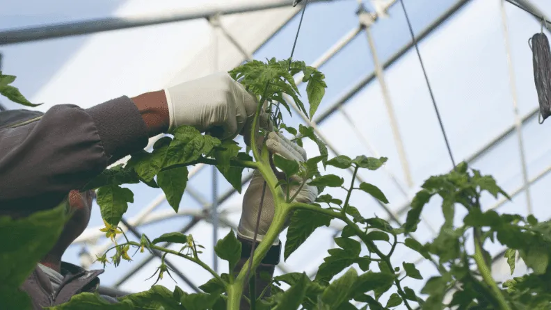 Cultivo de tomate en invernadero.