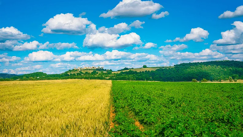 Paisaje agrario con dos colores