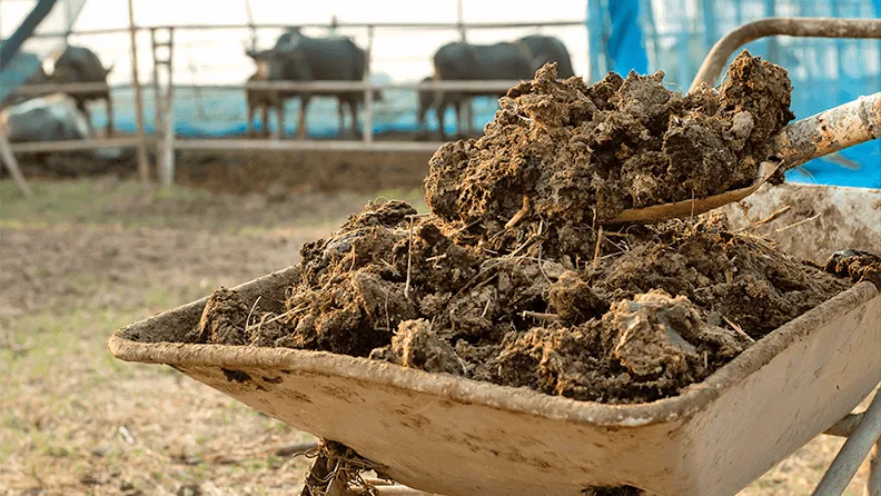 Estiércol para aplicar a una finca agrícola