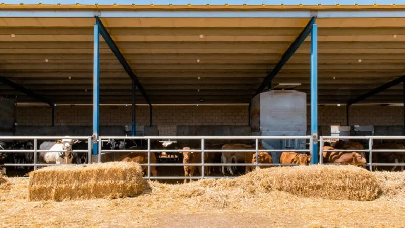 Explotación de ganadería de vacuno. Cedida por DeepFarm/Yaiza Gómez