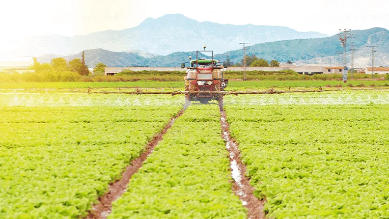 Fertilización de lechugas