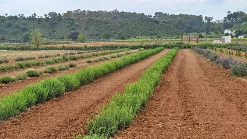 Campo de ensayo de especies medicinales, aromáticas y/o condimentarías realizados a partir de germoplasma recolectado en la naturaleza y conservado en el Banco de germoplasma