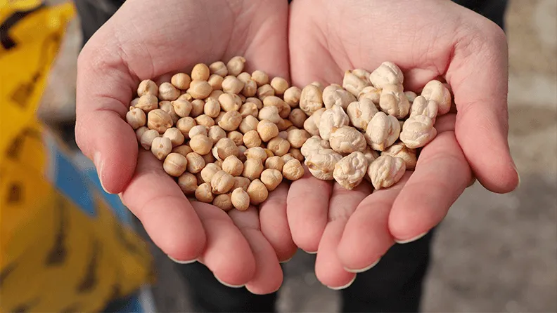 El garbanzo ha sido un alimento muy consumido en España desde tiempos inmemoriales, donde disponemos de un gran número de variedades
