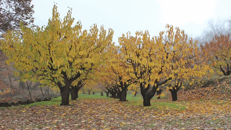 Figura 3. Imagen del banco de germoplasma cerezo en Barrado (Cáceres).