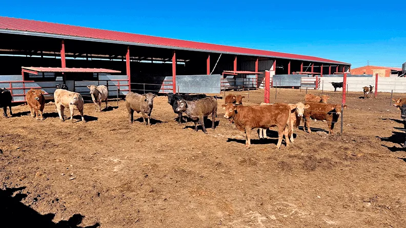 El proyecto ha recogido información de más de un millón de animales de la cadena de valor de vacuno de carne.