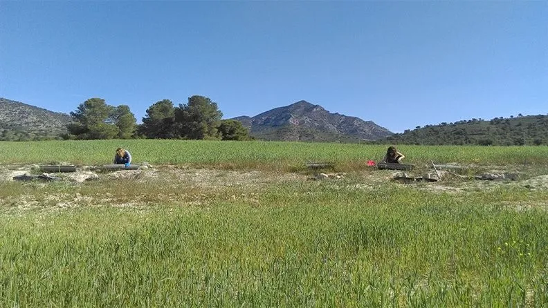 Recogiendo los sedimentos movilizados por erosión en un cultivo de trigo