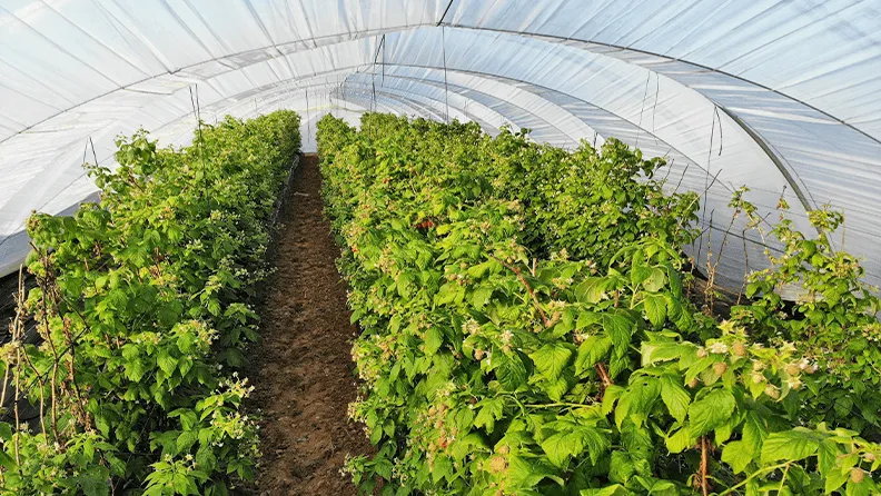 Cultivo de frambuesa en Huelva