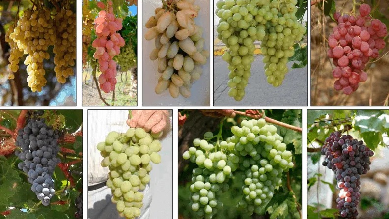 Variedades de uva de mesa de Almería.