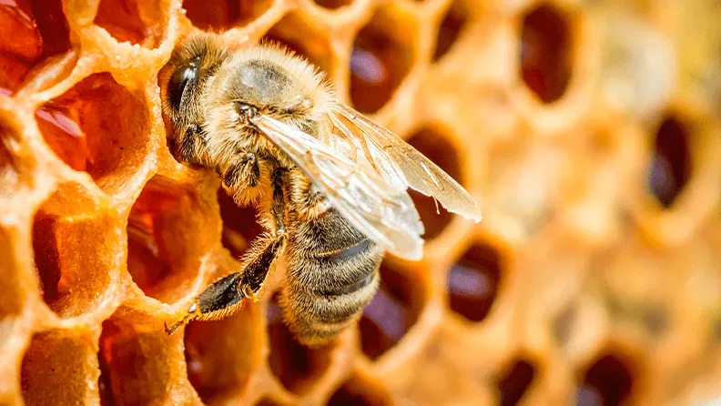 Panal abeja