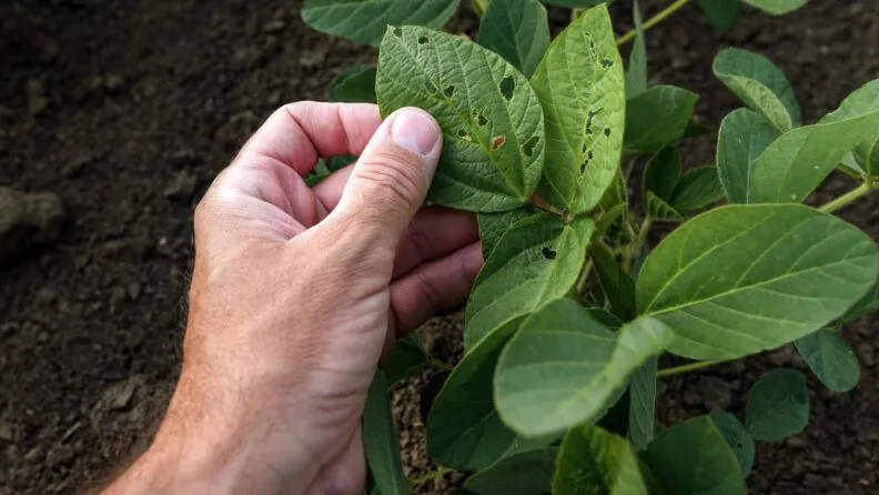 Cultivo dañado por una plaga.