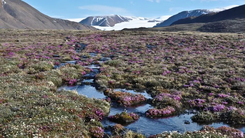 Las plantas de la tundra pueden sobrevivir durante los cortos veranos del Ártico. / Anne Bjorkman