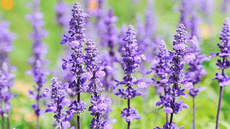 Salvia