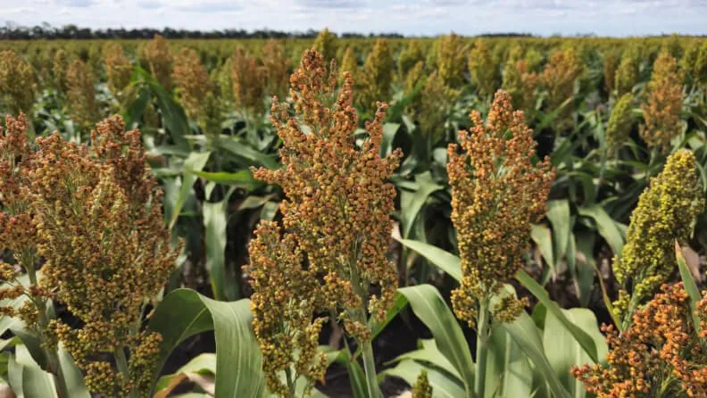 Plantación de sorgo. 