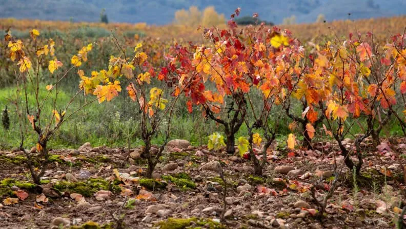 Viñedo.