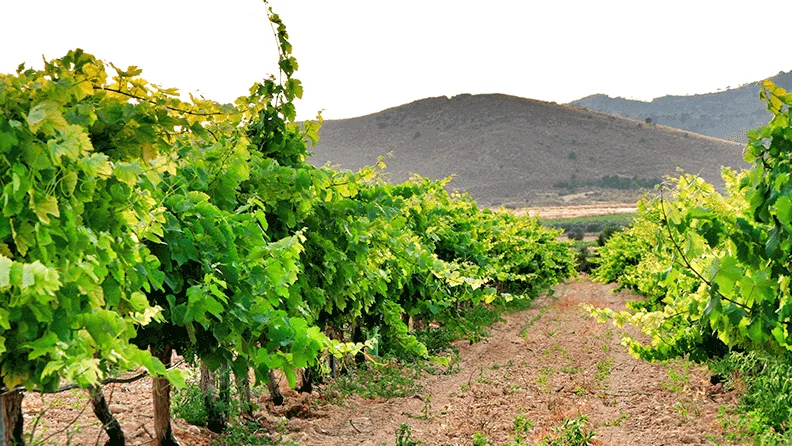 Viñedo en Jumilla (Murcia)