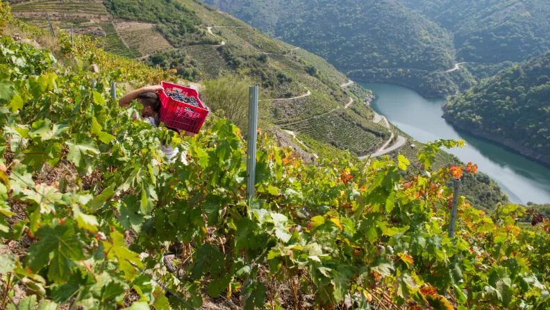 Viñedo en España.